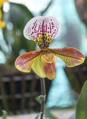 Vahşi Bayan Terlik Orkide güzel, çiçek açan nazik aroma, saf ecstasy turist dolaşmak