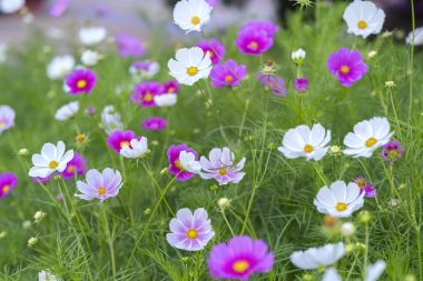 Cosmos bipinnatus flowers shine in the flower garden with colorful shimmering bonsai and beautiful. This flower is like stars sparkling in the sky clipart