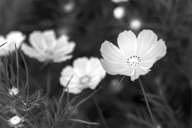 Evren bipinnatus çiçek Parlatıcı ile renkli parıldayan bonsai ve güzel çiçek bahçesinde kapatın. Gökyüzünde parlayan yıldız gibi bu çiçektir