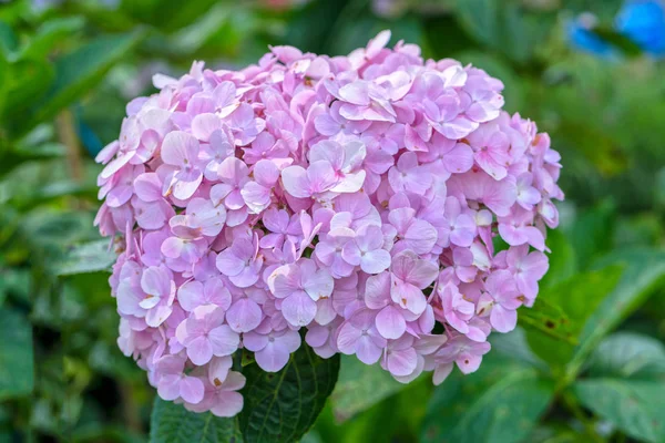 Närbild Hortensior Med Hundratals Blommor Blommar Alla Kullarna Den Vackra — Stockfoto