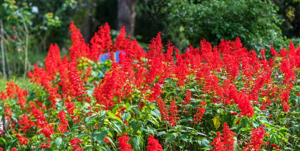 花と午後の日差しで赤いサルビア ハッチは 大砲のような幹に群生 これはアジアの春運を象徴する花です — ストック写真