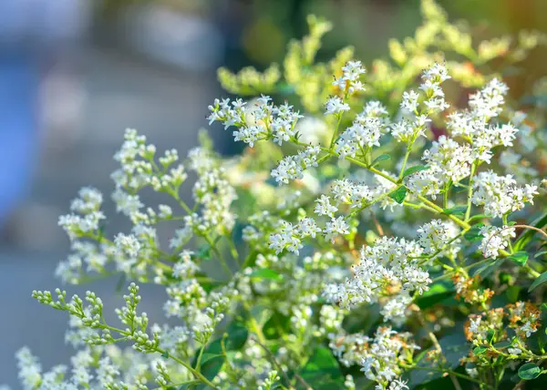 Sardunya çiçeği, renkli pembe, beyaz, mor çiçek açan bahar bahçesinde hava güzel yeni gün karşıladı
