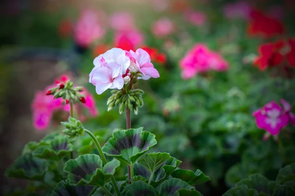 Geranium Flower blooming colorful pink, white, purple, in the garden in spring weather greeted the beautiful new day