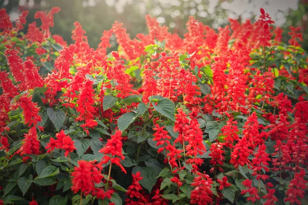 Vermelho Salvia Escotilha Sol Tarde Com Flores Amontoadas Tronco Como — Fotografia de Stock