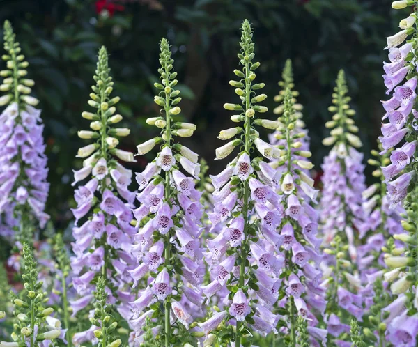 Digitalis or foxglove with mauve flowers with purple spots. Amazing flower background at festival in spring colorful bloom, beautiful blossom on branch of tree
