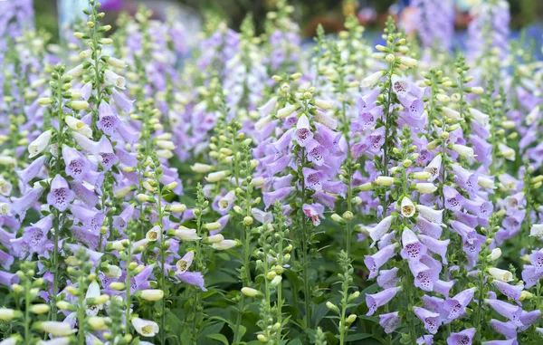 Digitalis or foxglove with mauve flowers with purple spots. Amazing flower background at festival in spring colorful bloom, beautiful blossom on branch of tree