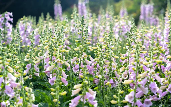 Digitalis or foxglove with mauve flowers with purple spots. Amazing flower background at festival in spring colorful bloom, beautiful blossom on branch of tree