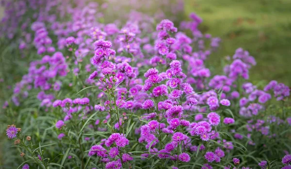 Солнечном Розово Фиолетовом Саду Окруженном Маленькими Кластерами Цветет Европейская Ельма — стоковое фото