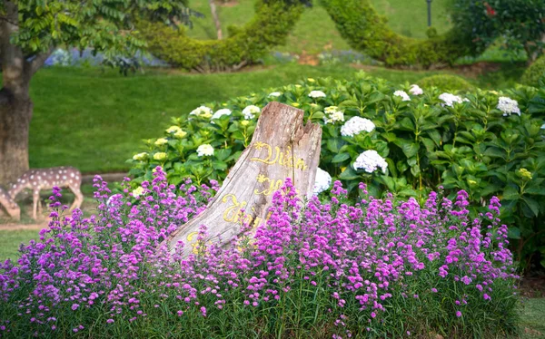 Europeu Michaelmas Daisy Floresce Jardim Ensolarado Rosa Violeta Que Brota — Fotografia de Stock