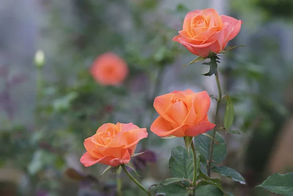 Троянди Цвітуть Саду Символ Кохання Просто Красивий Але Багато Шипів — стокове фото
