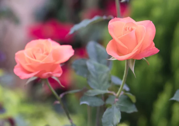 Троянди Цвітуть Саду Символ Кохання Просто Красивий Але Багато Шипів — стокове фото