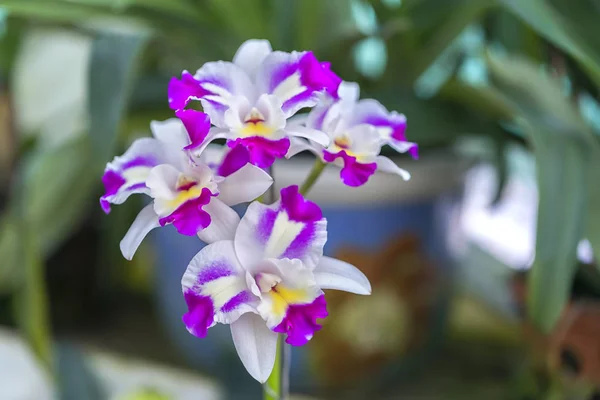 Cattleya Labiata Fleurs Fleurissent Printemps Ornent Beauté Nature — Photo