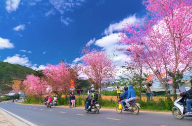 Da Lat, Vietnam - 13 Ocak 2018: Turist bahar içinde kiraz ağacı ihtişam sabah güneşinin tadını çıkarın, tüm güzellik oynak oluşturulan ve bahar Da Lat, Vietnam geldiğinde tipik Dağlık