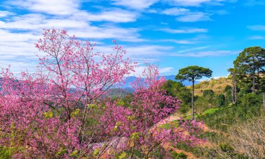 Kiraz çiçeği kiraz çiçeği sabah sinyalinde erken bir bahar herkese döndü. Bu çiçek Da Lat Yaylası bahar geldiğinde Vietnam normaldir