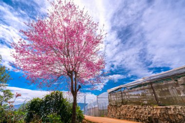 Köye kırsal Yaylası hoş geldiniz içinde uzanan arazi yol boyunca kiraz çiçeği