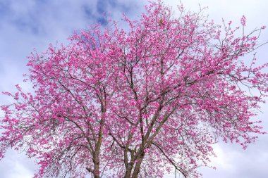 Kiraz çiçeği kiraz çiçeği sabah sinyalinde erken bir bahar herkese döndü. Bu çiçek Da Lat Yaylası bahar geldiğinde Vietnam normaldir