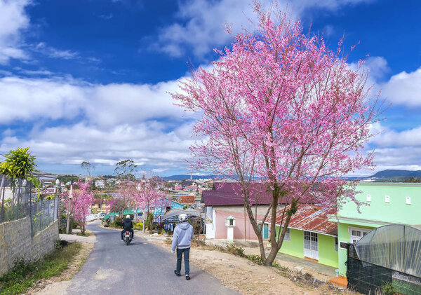 Da Lat, Vietnam - January 14, 2018: Spring landscape cherry blossom trees in a bustling morning sunshine, all of which create a sense of playfulness and character highlands when spring comes in Da Lat, Vietnam