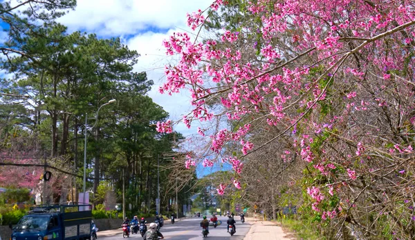 Lat Vietnam Enero 2018 Paisaje Primaveral Árboles Cerezo Flor Bullicioso —  Fotos de Stock