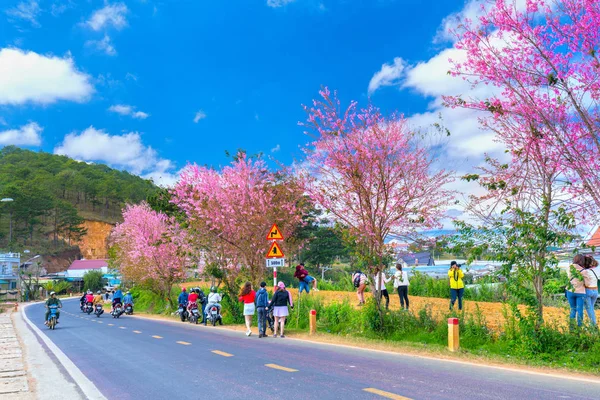 ダラット ベトナム 2018 朝の日差しで桜の華麗さの中の春を楽しむ観光客 すべては遊び心のある美しさを作成し 典型的な高原は ダラット ベトナムに到着したとき — ストック写真