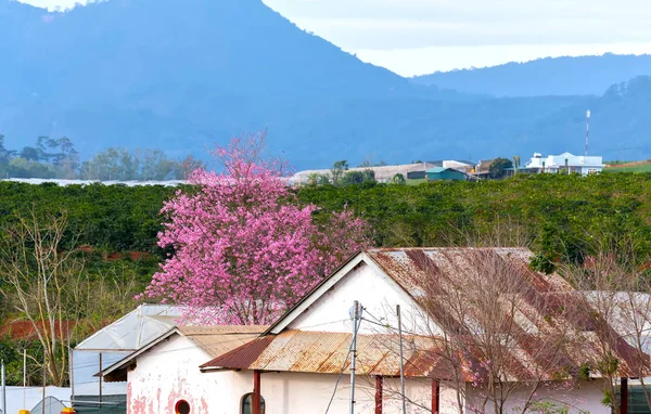 アプリコット桜として家の横に来ると美しい春の田舎の風景を飾る — ストック写真