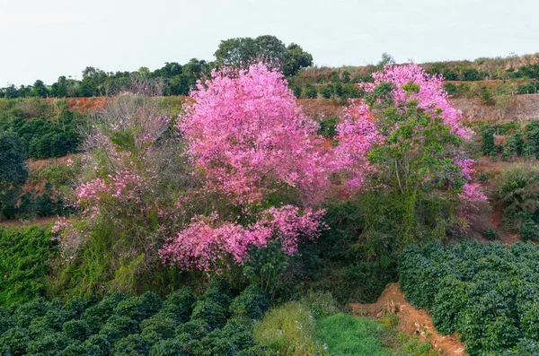 Cherry blossom cherry blossom early in the morning signal a spring has returned to everyone. This flower is typical of the Da Lat plateau, Vietnam when spring comes