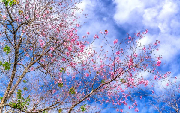 Cherry Blossom Cherry Blossom Early Morning Signal Spring Has Returned — Stock Photo, Image