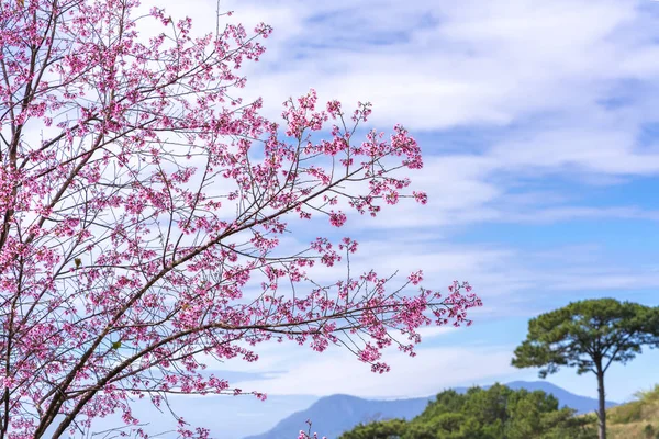 Cherry blossom cherry blossom early in the morning signal a spring has returned to everyone. This flower is typical of the Da Lat plateau, Vietnam when spring comes