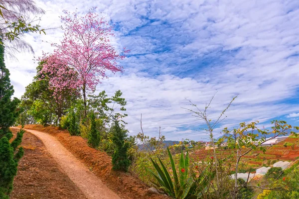 Cherry Blossom Land Road Leading Village Countryside Plateau Welcome Spring — Stock Photo, Image