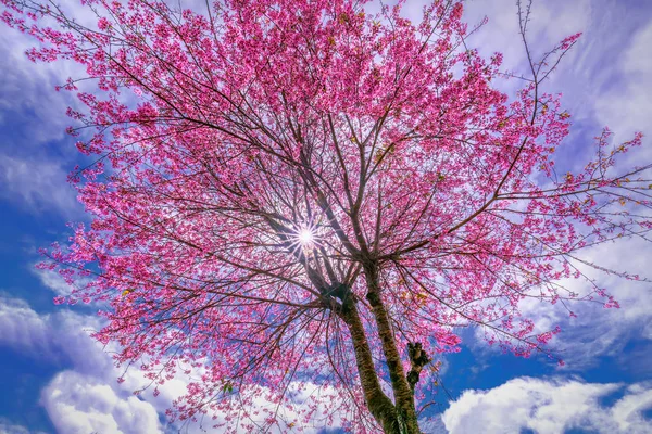 Solstrålar Genom Blommande Aprikos Körsbärsträd Vacker Vårmorgon Naturen Intressant När — Stockfoto