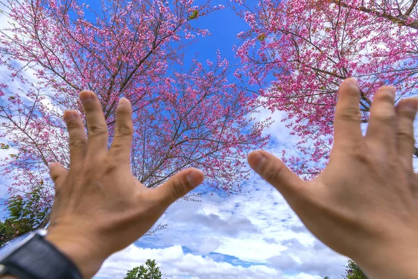 Hands on the sky where the cherry blossoms like to say people want to be close to the beauty in nature as a way to relax in the warm spring weather