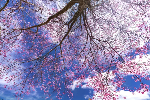Cherry Blossom Träd Dramatiska Himlen Som Gardin Våren Denna Blomma — Stockfoto