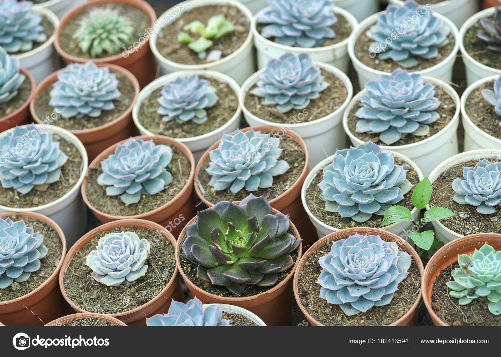 Succulent Flowerbeds Plant Garden Species Cactus Family