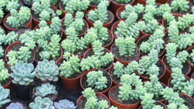 Bahçedeki Echeveria etli bitki close-up. Bu aşırı hava dayanıklıdır ve içinde belgili tanımlık ev dekore edilmiş kaktüs aile familyasından bir