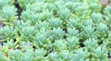Bahçedeki Echeveria etli bitki close-up. Bu aşırı hava dayanıklıdır ve içinde belgili tanımlık ev dekore edilmiş kaktüs aile familyasından bir