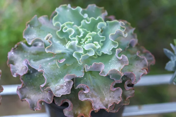 Crassualaceae Planta Suculenta Jardim Esta Uma Espécie Árvore Família Cactus — Fotografia de Stock