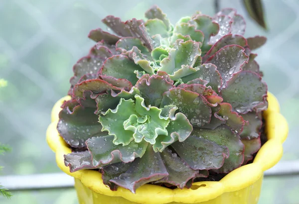 Crassualaceae Planta Suculenta Jardim Esta Uma Espécie Árvore Família Cactus — Fotografia de Stock