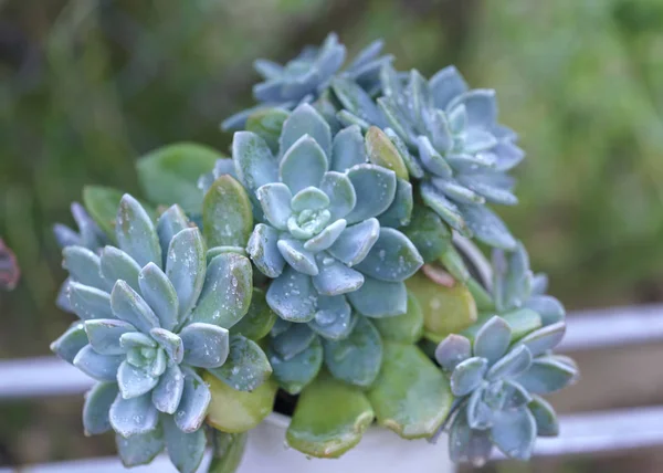 Suculentas Plantas Canteiros Jardim Esta Uma Espécie Família Cactos Que — Fotografia de Stock