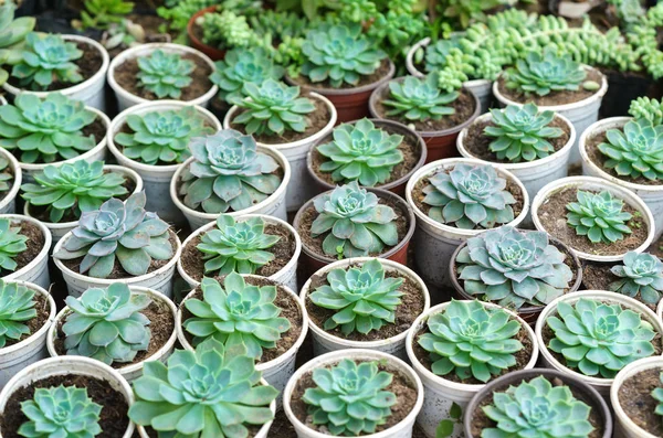 Succulente Aiuole Piantare Giardino Questa Una Specie Famiglia Cactus Che — Foto Stock