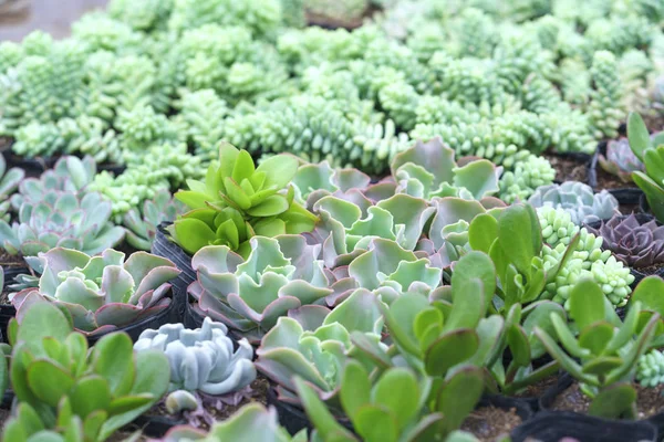 Primo Piano Echeveria Pianta Succulenta Giardino Questa Una Specie Famiglia — Foto Stock