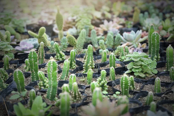 Cactus Canteiros Flores Planta Jardim Este Resistente Clima Extremo Está — Fotografia de Stock