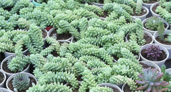 정원에서 Echeveria 식물의 클로즈업입니다 이것은 가정에서 꾸며은 극단적인 날씨에 저항력이 — 스톡 사진