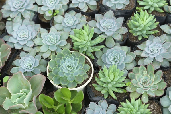 Des Parterres Fleurs Succulentes Plantent Dans Jardin Est Une Espèce — Photo