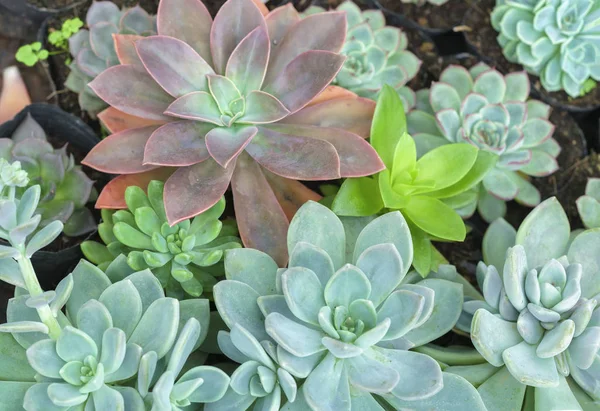 Rose Plantes Succulentes Dans Jardin Est Une Espèce Famille Des — Photo