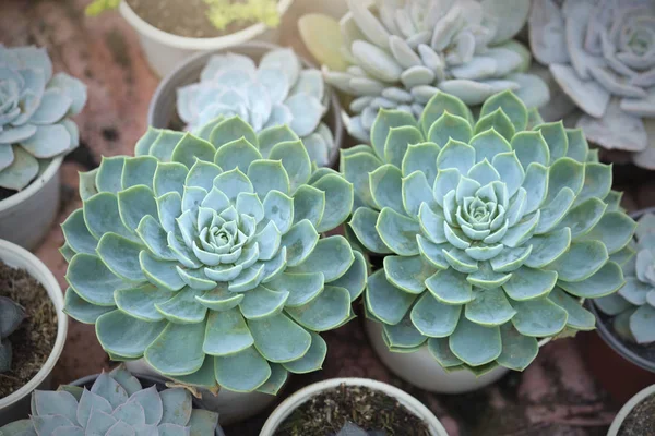 Des Parterres Fleurs Succulentes Plantent Dans Jardin Est Une Espèce — Photo