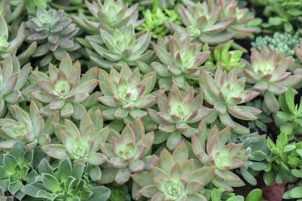 Suculentas Plantas Canteiros Jardim Esta Uma Espécie Família Cactos Que — Fotografia de Stock