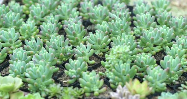 Close Echeveria Planta Suculenta Jardim Esta Uma Espécie Família Cactos — Fotografia de Stock