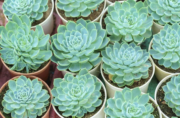 Des Parterres Fleurs Succulentes Plantent Dans Jardin Est Une Espèce — Photo