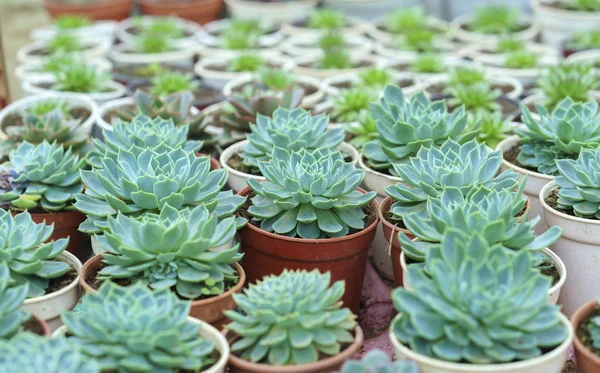 Des Parterres Fleurs Succulentes Plantent Dans Jardin Est Une Espèce — Photo