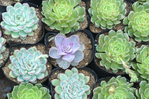 Suculentas Flores Plantan Jardín Esta Una Especie Familia Cactus Que —  Fotos de Stock