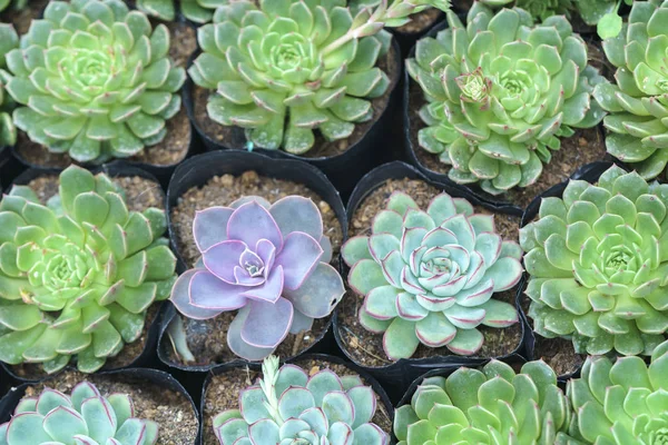 Suculentas Flores Plantan Jardín Esta Una Especie Familia Cactus Que — Foto de Stock